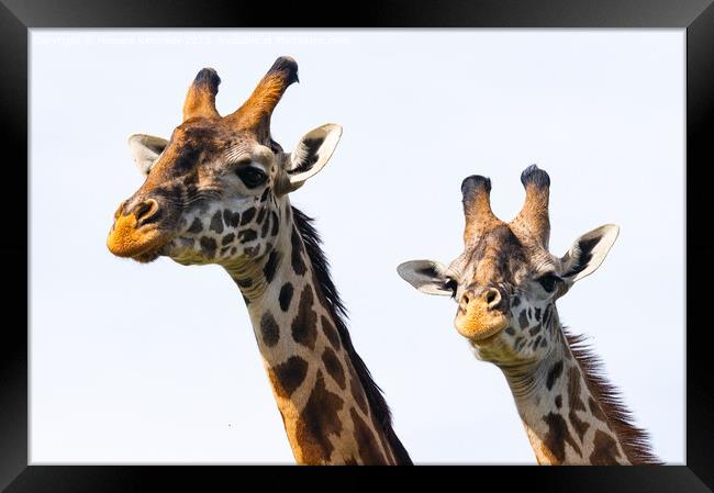 Close-up of Masai Giraffe pair Framed Print by Howard Kennedy