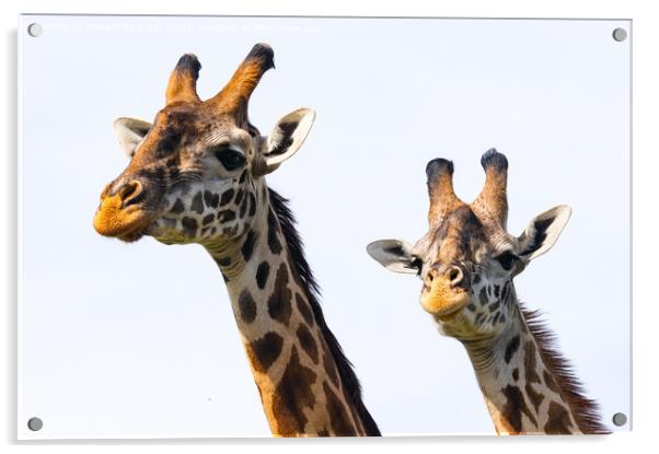 Close-up of Masai Giraffe pair Acrylic by Howard Kennedy