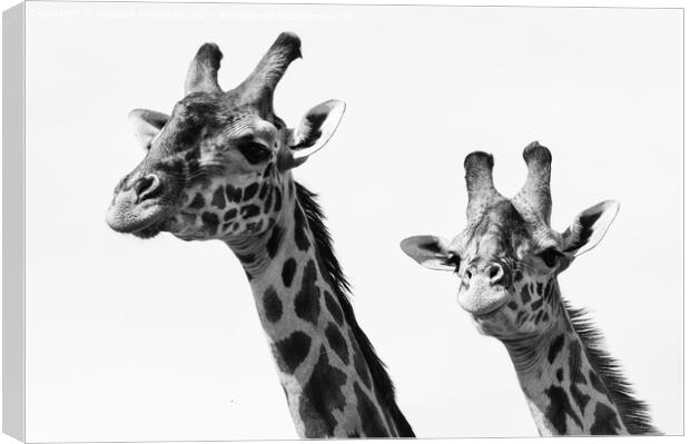 Close-up of Masai Giraffe pair in black and white Canvas Print by Howard Kennedy
