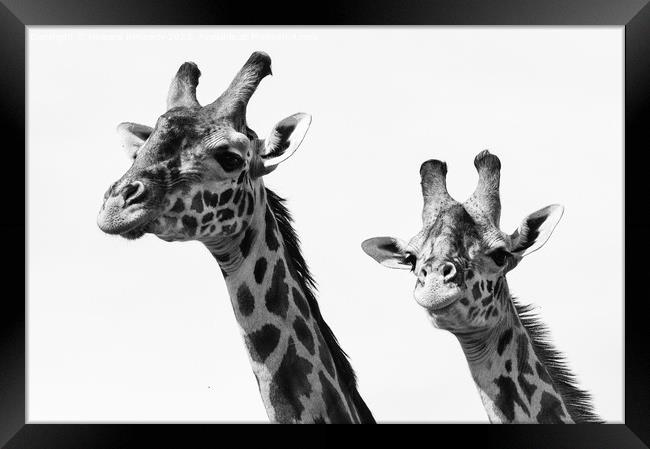 Close-up of Masai Giraffe pair in black and white Framed Print by Howard Kennedy