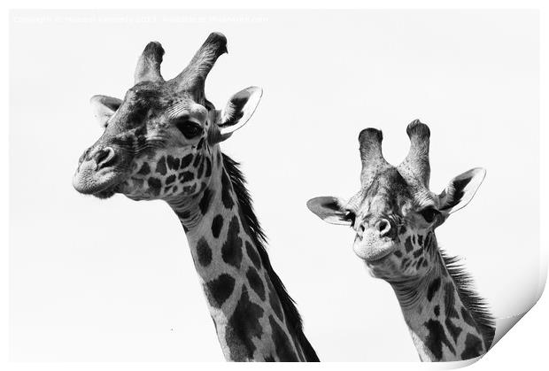 Close-up of Masai Giraffe pair in black and white Print by Howard Kennedy