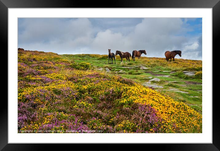 Colourful Dartmoor with wild horses Framed Mounted Print by Iain Lockhart