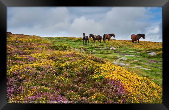 Colourful Dartmoor with wild horses Framed Print by Iain Lockhart