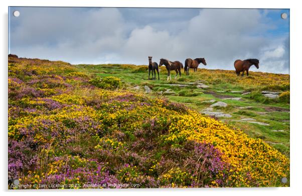 Colourful Dartmoor with wild horses Acrylic by Iain Lockhart