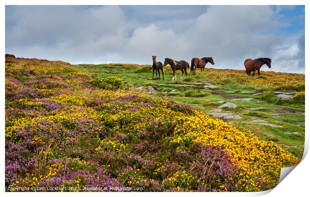 Colourful Dartmoor with wild horses Print by Iain Lockhart