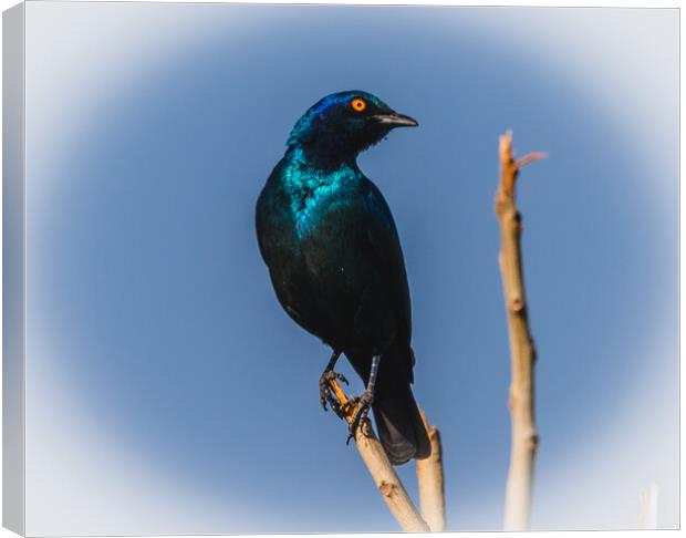 Cape Glossy Starling Canvas Print by Margaret Ryan
