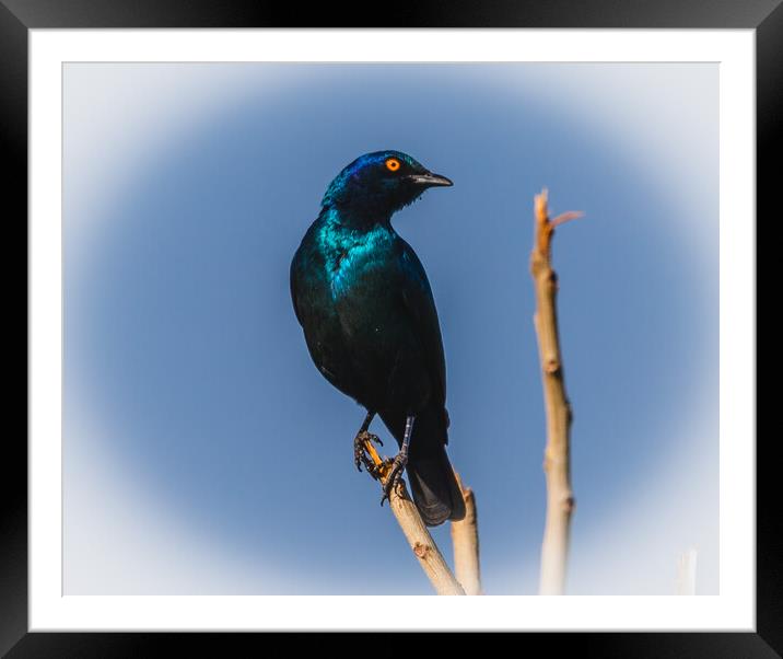 Cape Glossy Starling Framed Mounted Print by Margaret Ryan