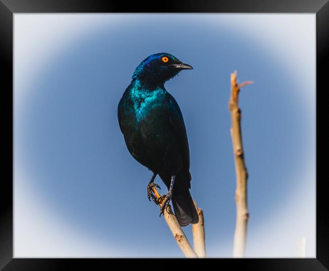 Cape Glossy Starling Framed Print by Margaret Ryan