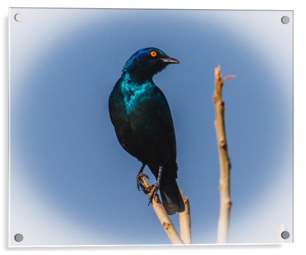 Cape Glossy Starling Acrylic by Margaret Ryan