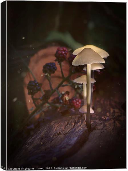 Ethereal Mushrooms: Magic in an Old English Woodland Canvas Print by Stephen Young