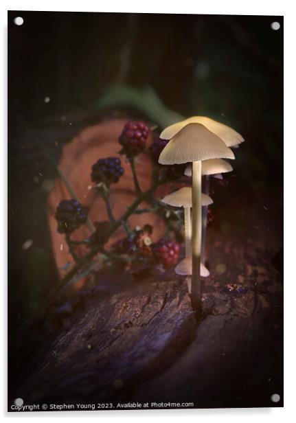 Ethereal Mushrooms: Magic in an Old English Woodland Acrylic by Stephen Young