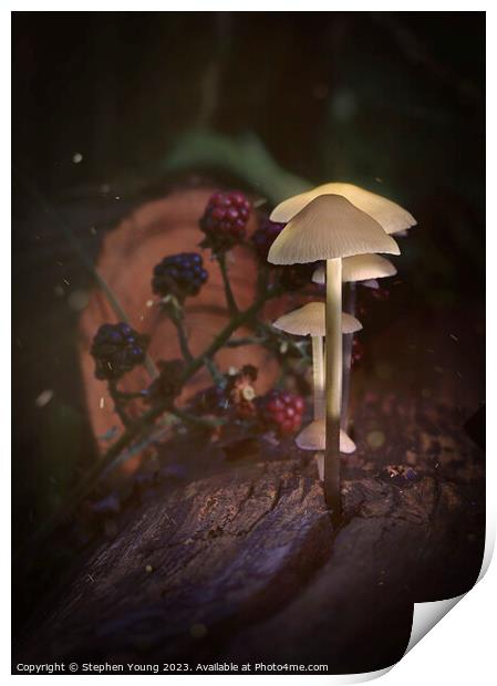 Ethereal Mushrooms: Magic in an Old English Woodland Print by Stephen Young