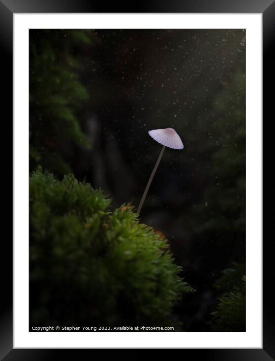 Mystical Forest Moments: Old English Woodland Mushroom Framed Mounted Print by Stephen Young