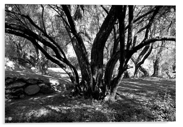 Olive grove, High Atlas 2, monochrome Acrylic by Paul Boizot