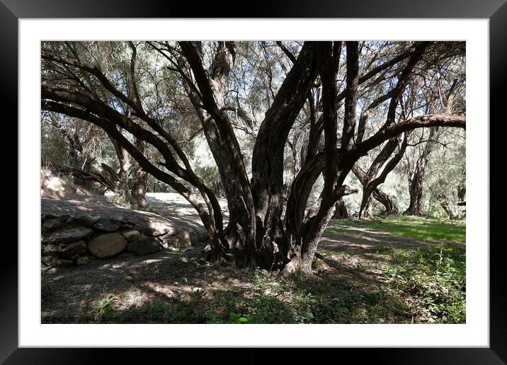 Olive grove, High Atlas 2 Framed Mounted Print by Paul Boizot