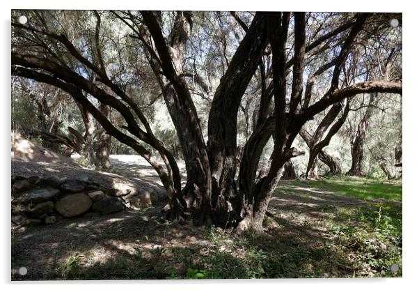 Olive grove, High Atlas 2 Acrylic by Paul Boizot