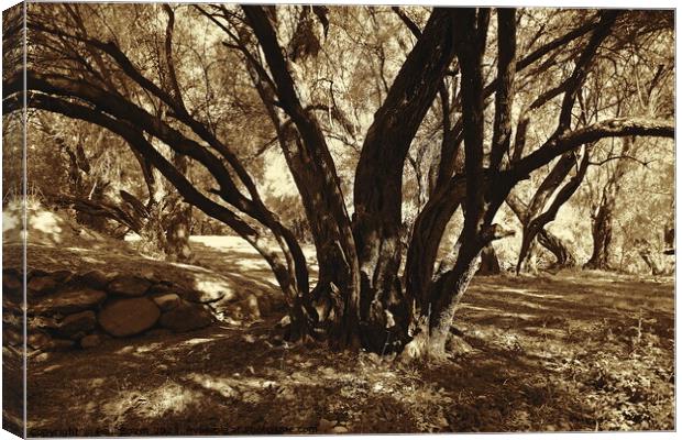 Olive grove, High Atlas 2, sepia Canvas Print by Paul Boizot