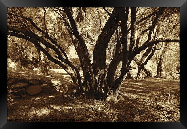 Olive grove, High Atlas 2, sepia Framed Print by Paul Boizot