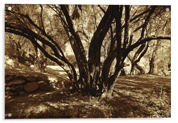 Olive grove, High Atlas 2, sepia Acrylic by Paul Boizot