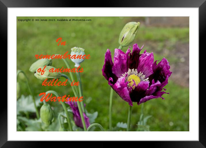 The Purple Poppy of Remembrance - with text Framed Mounted Print by Jim Jones