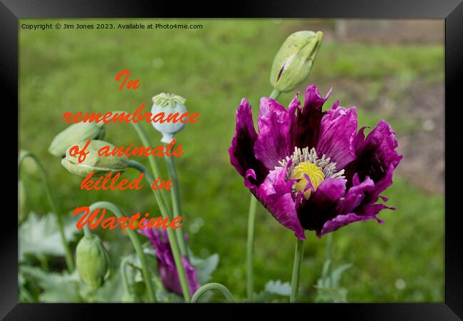 The Purple Poppy of Remembrance - with text Framed Print by Jim Jones