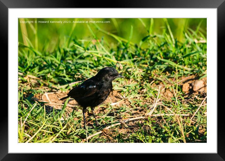 Sooty Chat Framed Mounted Print by Howard Kennedy