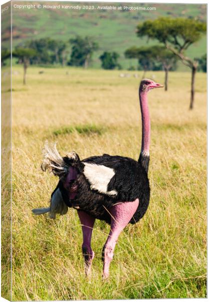 Male Masai Ostrich preparing for mating display Canvas Print by Howard Kennedy