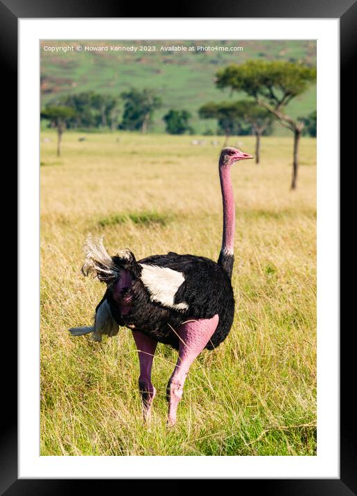Male Masai Ostrich preparing for mating display Framed Mounted Print by Howard Kennedy