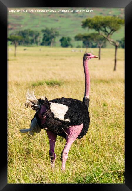 Male Masai Ostrich preparing for mating display Framed Print by Howard Kennedy