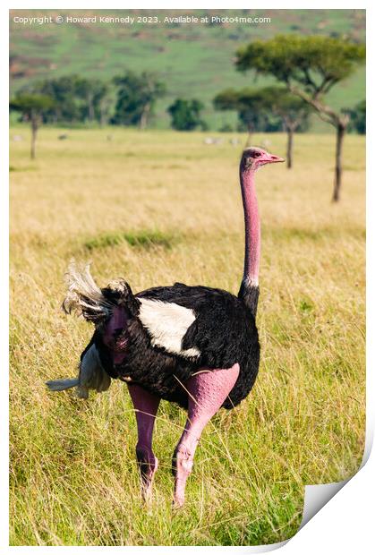Male Masai Ostrich preparing for mating display Print by Howard Kennedy