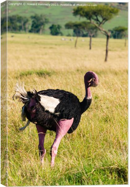 Mating behaviour of Masai Ostrich Canvas Print by Howard Kennedy