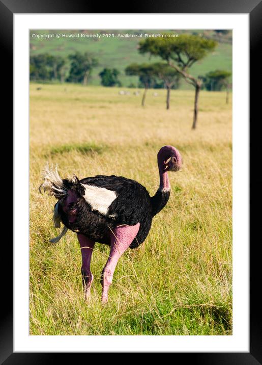 Mating behaviour of Masai Ostrich Framed Mounted Print by Howard Kennedy