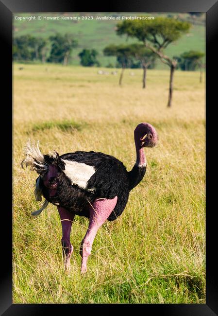 Mating behaviour of Masai Ostrich Framed Print by Howard Kennedy