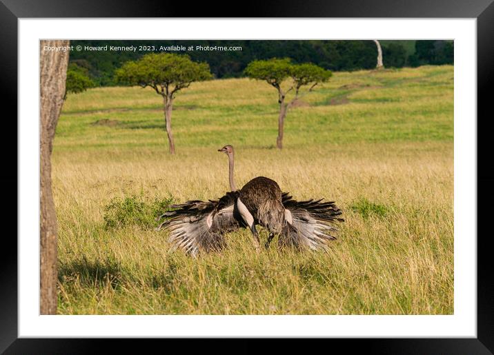 Mating behaviour of female Masai Ostrich Framed Mounted Print by Howard Kennedy