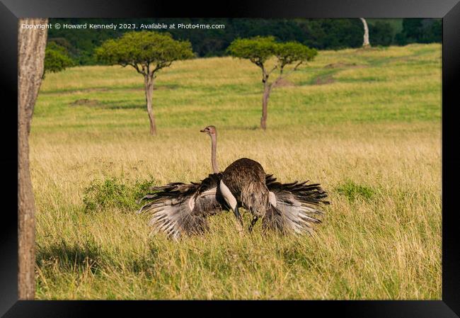 Mating behaviour of female Masai Ostrich Framed Print by Howard Kennedy