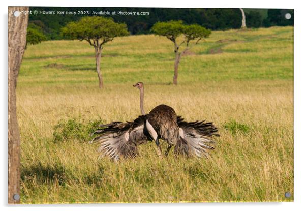 Mating behaviour of female Masai Ostrich Acrylic by Howard Kennedy
