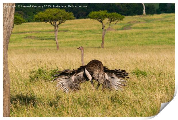Mating behaviour of female Masai Ostrich Print by Howard Kennedy