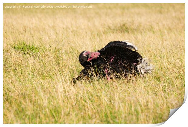 Mating behaviour of male Masai Ostrich Print by Howard Kennedy