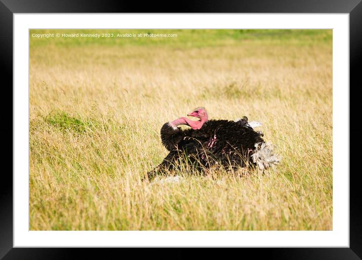 Mating display of male Masai Ostrich Framed Mounted Print by Howard Kennedy