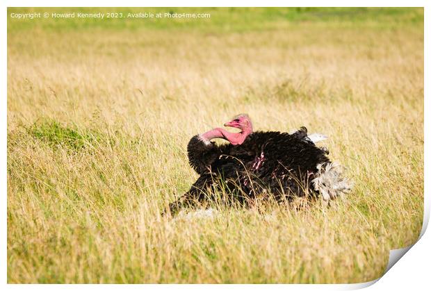 Mating display of male Masai Ostrich Print by Howard Kennedy