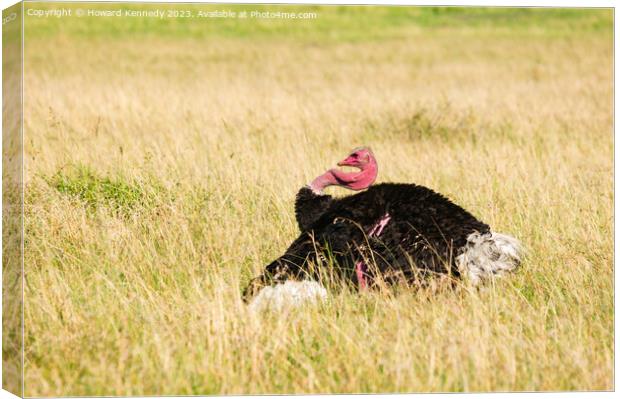 Mating display of male Masai Ostrich Canvas Print by Howard Kennedy