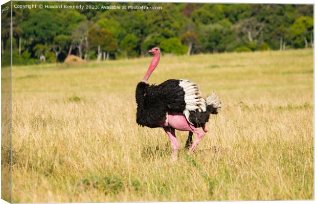 Mating behaviour of Masai Ostrich Canvas Print by Howard Kennedy