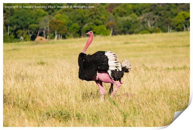 Mating behaviour of Masai Ostrich Print by Howard Kennedy