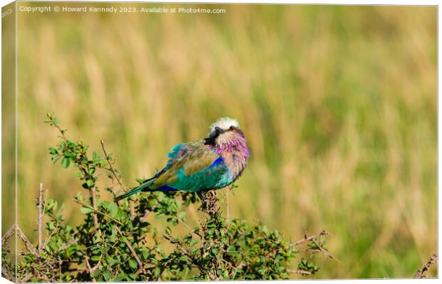 Lilac-Breasted Roller Canvas Print by Howard Kennedy