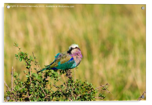Lilac-Breasted Roller Acrylic by Howard Kennedy