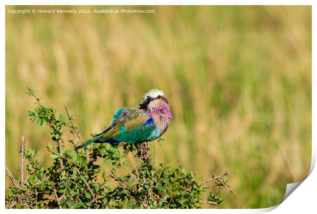 Lilac-Breasted Roller Print by Howard Kennedy
