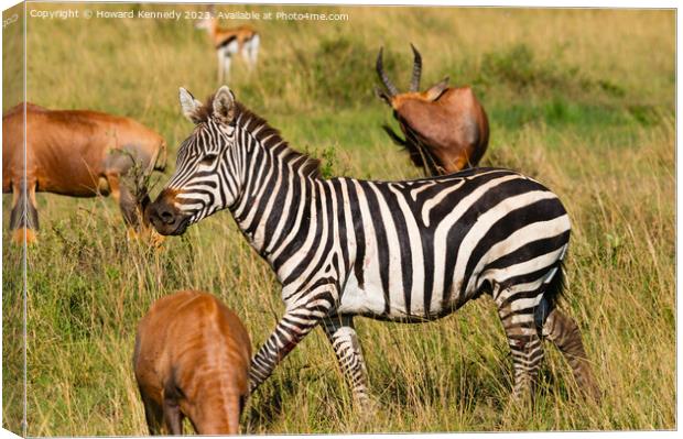 Injured Zebra stallion Canvas Print by Howard Kennedy