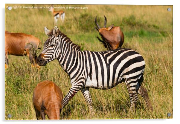 Injured Zebra stallion Acrylic by Howard Kennedy