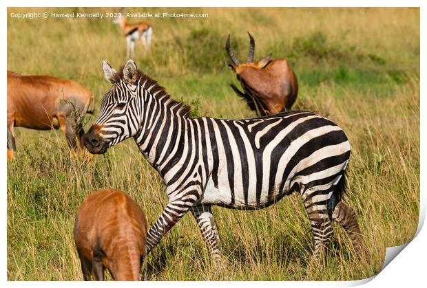 Injured Zebra stallion Print by Howard Kennedy