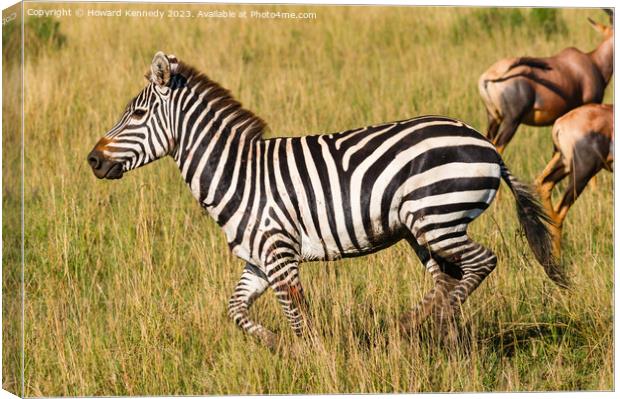 Injured Zebra stallion Canvas Print by Howard Kennedy